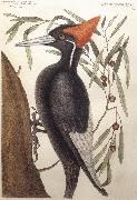 Catesby Mark Largest White Billed Woodpecker oil on canvas